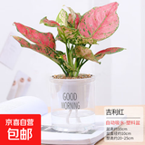 水培植物绿植盆栽室内客厅办公室桌面小盆景花卉绿萝发财树好养活 【吉利红】+简欧透明吸水盆