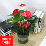 红掌盆栽白粉掌一帆风顺带花特大号花卉室内客厅面水培植物好养 土培加仑盆-红掌约30cm 带盆栽好