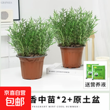 迷迭香苗盆栽可食用驱蚊植物香草薄荷苗绿植物室内煎牛排水培花卉 迷迭香大盆苗约20cm高原盆土2盆