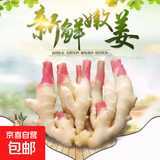 新鲜红芽嫩仔姜现挖现发生姜蔬菜彩椒小黄姜洋葱水果生鲜生姜 红芽嫩姜现挖发带泥净重2斤装