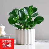 圆叶吸毒王碧玉公主豆瓣绿年宵花摆件植物桌面四季常青花净化空气 碧玉+提拉米苏树脂盆【送营养土+肥】