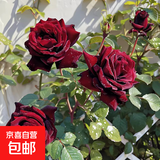 果汁阳台月季花苗四季开花卉盆栽绿植物室内花易活玫瑰带花苞庭院 黑巴克【大花浓香，月月开分枝多】 【带花苞】【盆口径15cm】原盆冠25高35