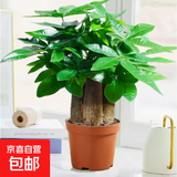 发财树盆栽大植物室内办公室桌面客厅小盆景招财树苗绿植花卉盆栽 造型款大号三杆 6-9cm【原盆】 【送肥料】