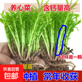 迩英阁养心菜高钙救心菜根景天三七费菜苗可食用四季盆栽种保健蔬 1个老根块【无芽】 10cm及以下