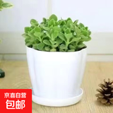 碰碰香一抹香办公室醒目防蚊植物净化空气室内外绿植桌面四季盆栽 碰碰香1盆【原土带白花瓣朵盆】