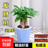 ⭐【包活】发财树盆栽鲜花绿植物办公室内吸甲醛绿萝文竹水培易养 三杆发财树+高档蓝色吸水盆