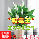 【热销款】白掌一帆风顺盆栽水培植物室内花绿植红掌发财树吸甲醛 特级白掌带花+杏色提拉米苏盆