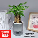 发财树盆栽大植物室内办公室桌面客厅小盆景招财树苗绿植花卉盆栽 三杆发财树 5-8cm【繁星吸水盆】 【送肥料】