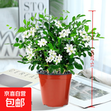 九里香盆栽浓香水培植物四季好养树苗室内好养花卉驱蚊竹柏绿植 九里香15-20颗原盆原土1盆 送肥料