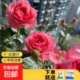 瑞典女王月季夏季耐晒灌木月季带花苞四季开花玫瑰大苗阳台庭院 红果汁原盆原土发货中苗25cm左右