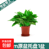 绿萝盆栽室内客厅绿植花卉 家用净化空气绿箩植物吸除甲醛吊兰 高20CM【原盆+托盘】1盆+肥