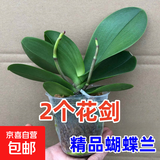 蝴蝶兰盆栽带花剑四季开花客厅室内兰花大苗桌面无花苞花好养易活 白美人---【包开花】送营养液2包 小苗不带花剑