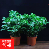 幸福树平安树绿植花卉小盆栽室内客厅办公室四季常青植物净化空气 5A幸福平安树2盆多颗原盆+肥料