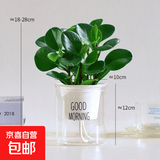 圆叶吸毒王碧玉公主豆瓣绿年宵花摆件植物桌面四季常青花净化空气 碧玉+透明字母塑料蓄水盆【送营土+肥】