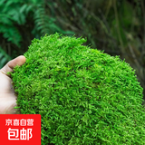 柯必达青苔藓鲜活苔藓微景观植物盆景盆栽水陆缸假山草造景材料白 大灰藓(15*8)cm 2盒