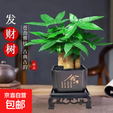 发财树盆栽大植物室内办公室桌面客厅小盆景招财树苗绿植花卉盆栽 三杆发财树 5-8cm【四方塑胶盆】 【送肥料】