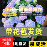 绣球花苗无尽夏带花苞四季开花绣球花盆栽庭院好养花卉植物室内花 无尽夏【大花绣球-无尽星河】 中苗【当年开花】原盆宽15cm高30cm冠25cm