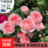 瑞典女王月季夏季耐晒灌木月季带花苞四季开花玫瑰大苗阳台庭院 瑞典女王原盆原土发货中苗25cm左右