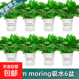 绿萝盆栽室内客厅绿植花卉 家用净化空气绿箩植物吸除甲醛吊兰 高20CM【早安吸水盆】6盆+5肥