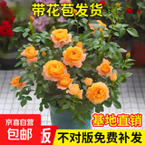 果汁阳台月季花苗四季开花卉盆栽绿植物室内花易活玫瑰带花苞庭院 果汁阳台【大花浓香，月月开分枝多】 【带花苞】【盆口径15cm】原盆冠25高35