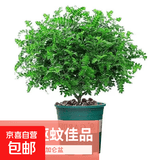 驱蚊虫清香胡椒木盆栽防蚊室内绿植外四季好养净化空气 清香木 （2年苗）15-20cm营养袋+肥料