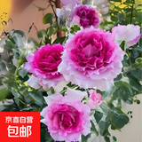 果汁阳台月季花苗四季开花卉盆栽绿植物室内花易活玫瑰带花苞庭院 天方夜谭【大花浓香，月月开分枝多】 【带花苞】【盆口径15cm】原盆冠25高35