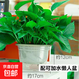 绿萝盆栽室内客厅绿植花卉 家用净化空气绿箩植物吸除甲醛吊兰 高26CM【自吸水盆】2盆