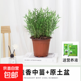 迷迭香苗盆栽可食用驱蚊植物香草薄荷苗绿植物室内煎牛排水培花卉 迷迭香大盆苗约20cm高原盆土