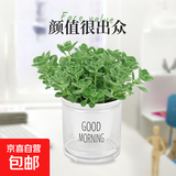 碰碰香一抹香办公室醒目防蚊植物净化空气室内外绿植桌面四季盆栽 碰碰香1盆【原土带吸水盆】