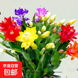 清仓处理花苞蟹爪兰花绿植盆栽室内大苗好阳台养耐活四季开花花卉 3混色：20-30头【带花苞】原土保鲜发货 四季重复开花【耐寒】+送营养土