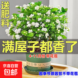 茉莉花苗盆栽带花苞九里香老桩驱蚊花卉植物室内浓香四季开花好养 大份茉莉花【4-6颗】花苞饱满 不含盆
