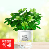 幼儿园植物小盆栽含羞草盆栽室内趣味花卉四季害羞草阳台植物学校 10cm左右含羞草【早安吸水盆】+肥料 含盆