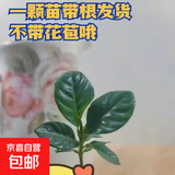 小盆栀子花盆栽四季开花不带花苞室内绿萝水培花卉绿植物好养易活 20-30cm【1株】好多月开花 浓香型栀子花【带花苞】10天开花