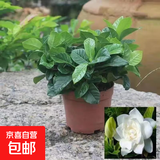 小盆栀子花盆栽四季开花不带花苞室内绿萝水培花卉绿植物好养易活 高配款：15-20cm【带花苞6株】开花飘香 浓香型栀子花【带花苞】10天开花