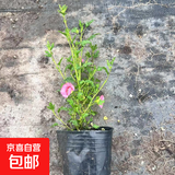 小木槿花苗棒棒糖盆栽苗优雅女士小苗阳台花卉花园庭院植物微草莓 丛生木槿小苗1颗【原盆土发】