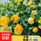 瑞典女王月季夏季耐晒灌木月季带花苞四季开花玫瑰大苗阳台庭院 金丝雀原盆原土发货中苗25cm左右