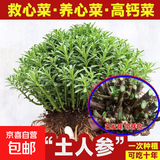 迩英阁养心菜高钙救心菜根景天三七费菜苗可食用四季盆栽种保健蔬 3个老根块【现有40-70个芽】春天吃不完 10cm及以下