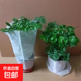 幸福树平安树绿植花卉小盆栽室内客厅办公室四季常青植物净化空气 特价幸福树1盆多颗原盆发货