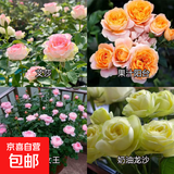 瑞典女王月季夏季耐晒灌木月季带花苞四季开花玫瑰大苗阳台庭院 艾莎+果汁+女王+奶油龙沙四颗原盆原土发货