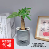 发财树盆栽大植物室内办公室桌面客厅小盆景招财树苗绿植花卉盆栽 单杆发财树 3-5cm【繁星吸水盆】 【送肥料】