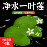 水培一叶莲浮萍迷你水草净化水质鱼缸造景睡莲花水生水养花卉植物 一叶莲 【1片装】尺寸8-11厘米