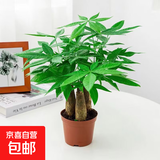 发财树盆栽大植物室内办公室桌面客厅小盆景招财树苗绿植花卉盆栽 三杆发财树 5-8cm【原盆】 【送肥料】