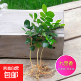 九里香盆栽浓香水培植物四季好养树苗室内好养花卉驱蚊竹柏绿植 【实惠】九里香5-8颗 送肥料