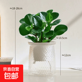 圆叶吸毒王碧玉公主豆瓣绿年宵花摆件植物桌面四季常青花净化空气 碧玉+透明繁星塑料蓄水盆【送营养土+肥】