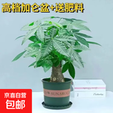 发财树盆栽大植物室内办公室桌面客厅小盆景招财树苗绿植花卉盆栽 大单杆发财树 9-12cm【加仑盆】 【送肥料】