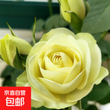 果汁阳台月季花苗四季开花卉盆栽绿植物室内花易活玫瑰带花苞庭院 奶油龙沙【多头淡香，月月开分枝多】 【带花苞】【盆口径15cm】原盆冠25高35