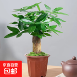 发财树盆栽大植物室内办公室桌面客厅小盆景招财树苗绿植花卉盆栽 中单杆发财树 5-8cm【原盆】 【送肥料】
