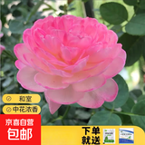 瑞典女王月季夏季耐晒灌木月季带花苞四季开花玫瑰大苗阳台庭院 和室原盆原土发货大苗40cm左右