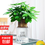 发财树盆栽大植物室内办公室桌面客厅小盆景招财树苗绿植花卉盆栽 三杆发财树 5-8cm【透明储水盆】 【送肥料】