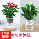 大号红掌高30-40cm 鸿运当头室内花盆栽客厅办公室开花类四季好养 【玻璃储水盆】白掌+红掌 高45起 30-40cm